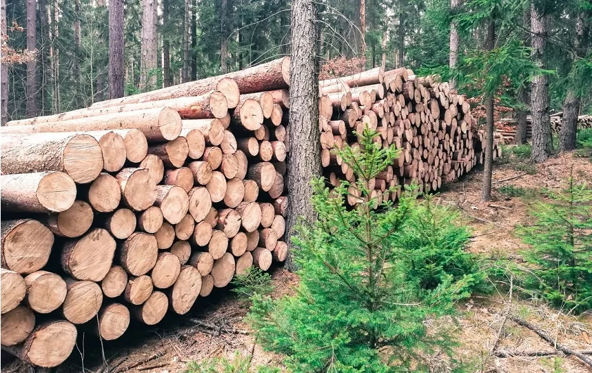 От чего зависит твердость древесины - ООО Муром Мебель
