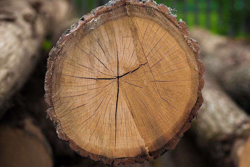 Твердость дерева - ООО Муром Мебель